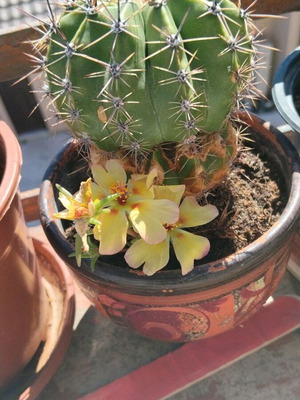 Μεγάλος κάκτος Echinopsis σε χειροποίητη ζωγραφιστή κεραμική γλάστρα