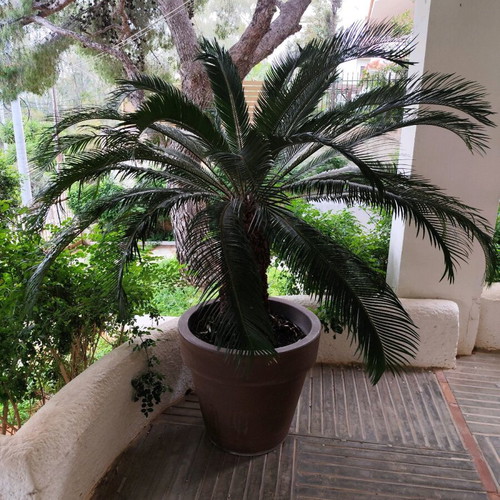 Cycas revoluta 21 years like new, 190 cm with Italian rubber pot