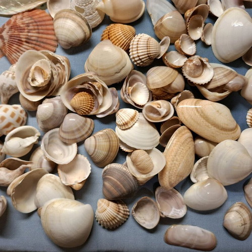 Shell collection like new