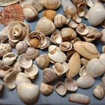 Shell collection like new