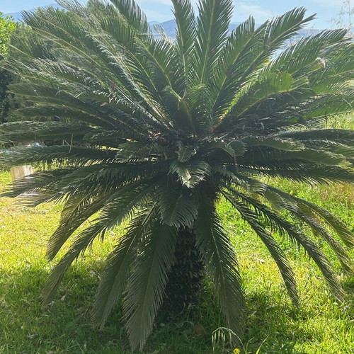 Cycas Revoluta plants new, 20 years old, exotic garden greenery
