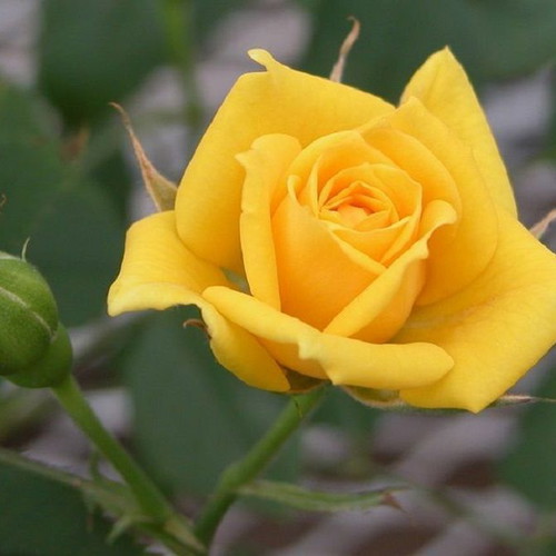 Yellow Rose Exotic Flowering Plant Seeds, pack of 25