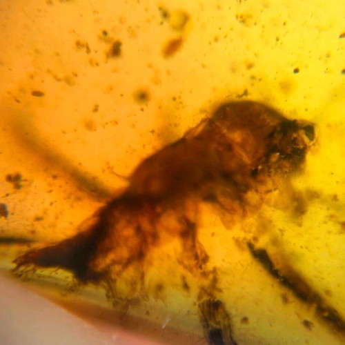 Amber from Myanmar with insect inclusion, new, fossilized