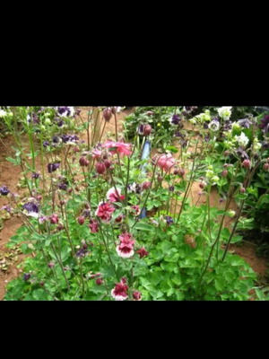 Candilki Seeds Mix New, 30 Seeds Pack