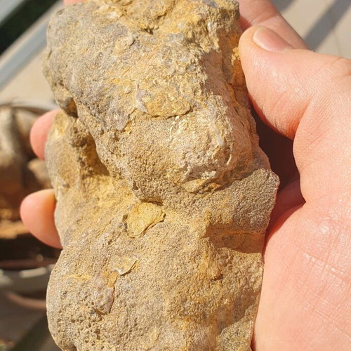 Fossilized Sponge from Thebes 11cm Cretaceous Period new