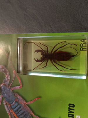 Real Insects Issue 21 used