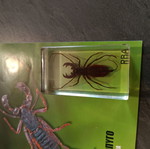 Real Insects Issue 21 used