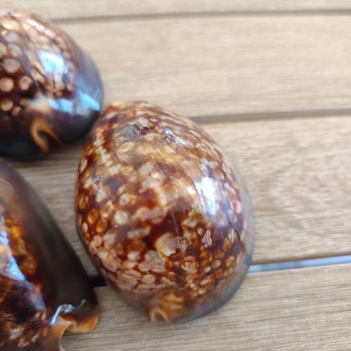 Mauritia Mauritiana Seashells Set of 3 Large Collectible