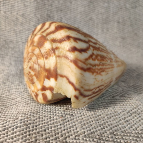 Yfantis Cone Shell like new, 10x6x6 cm