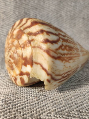 Yfantis Cone Shell like new, 10x6x6 cm