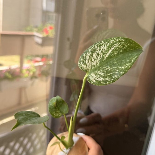 Monstera 'Devil Monster' new, pre-order