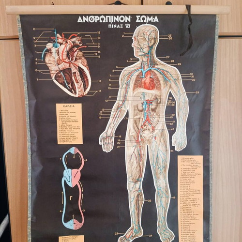 Vintage human circulatory system chart like new