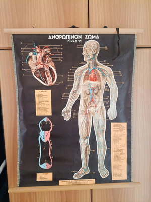 Vintage human circulatory system chart like new