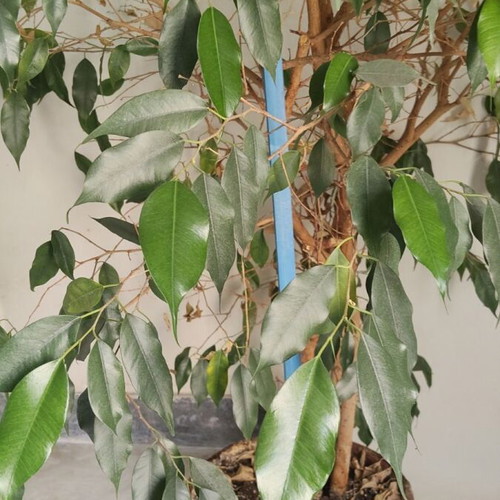 Ficus Benjamina like new, 1.2 meters tall indoor plant