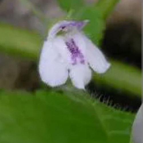 Cubitanthus alatus new aromatic tropical plant