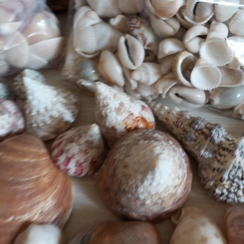 Natural seashell collection, various sizes and shapes, 2kg
