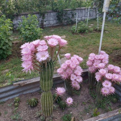 Echinopsis cactus like new, 15×15 cm
