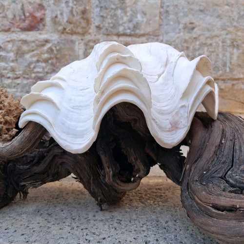 Κοχύλι Γιγάντια Αχιβάδα Σαν Καινούργιο (Tridacna Squamosa)