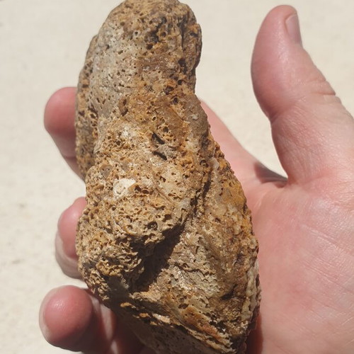 Fossilized Oyster Ostrea soap dish new