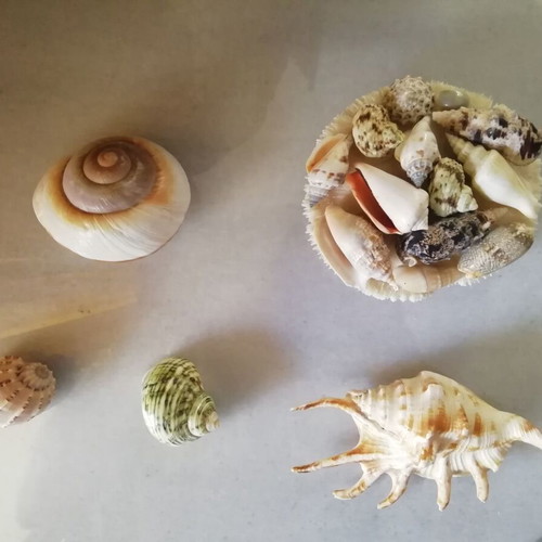 Decorative seashells new, pack of 11 pieces