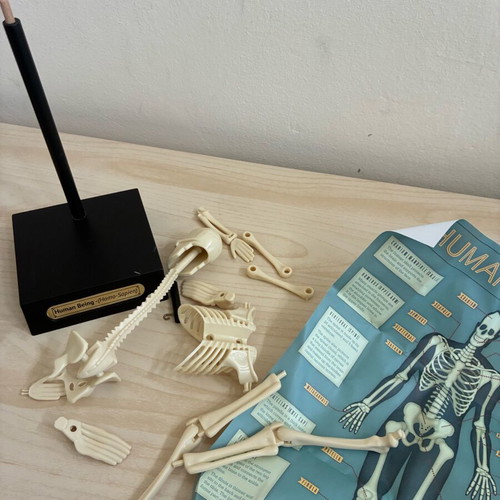 Skeleton toy new