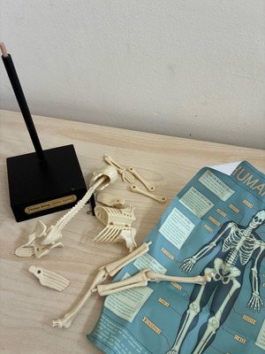 Skeleton toy new