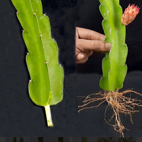 Dragon Fruit Cuttings new, 15-20 cm length