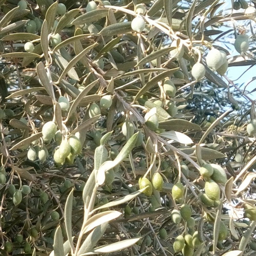 Olive oil new, 17 kg container