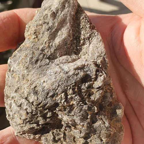 Radiolites fossil from Boeotia Thebes Cretaceous