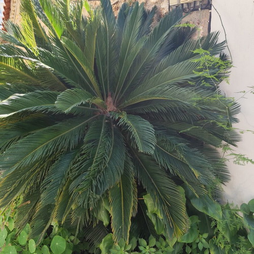 Cycas plant in pot, 25 years old, with 2 younger plants
