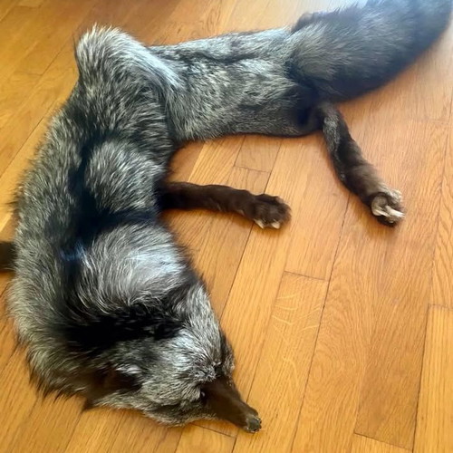 Authentic Vintage Fur / Silver Fox Leather brand new Ideal for home decoration