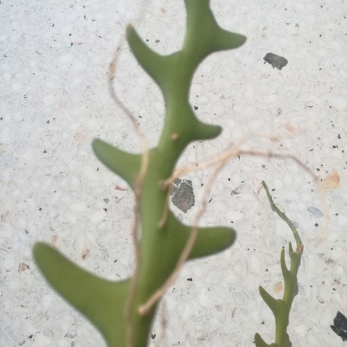 Climbing cactus used, with rooted offset