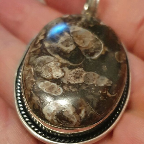 turritella pendant fossil stone