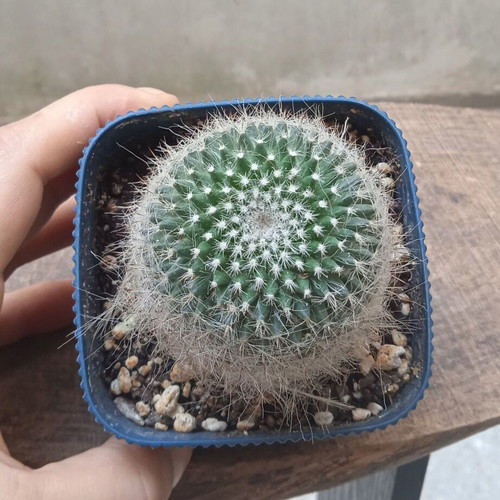 Notocactus graessneri albisetus cactus in blue plastic pot new