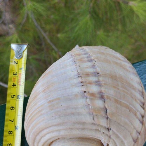 Tonna galea seashell, 11 cm, natural empty shell