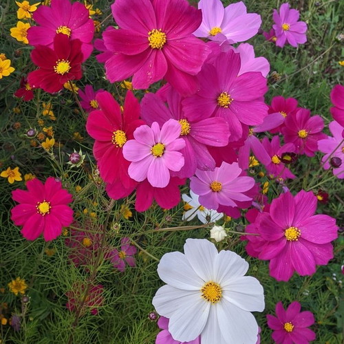 Cosmos Bipinnatus Mix flower seeds, 20 pcs