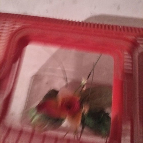 Aquarium used suitcase with one plant
