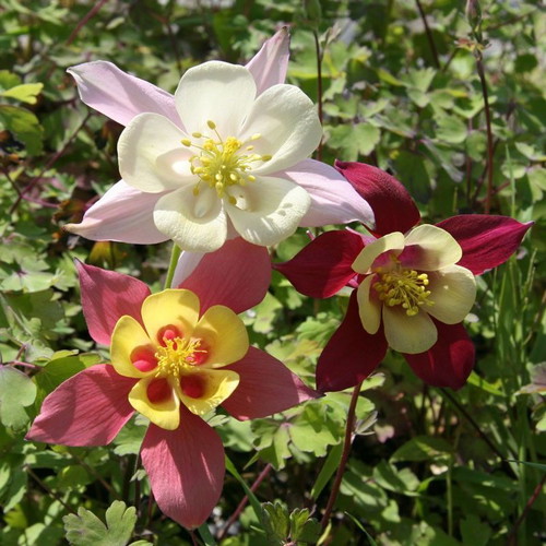 Aquilegia Vulgaris columbine flower seeds, multicolor mix, pack of 20