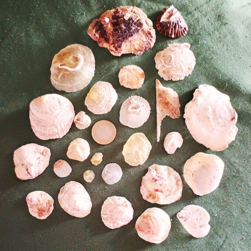 Anomiidae shells collection new, pack of 26 for decoration and crafts