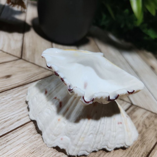 Vintage natural ocean shell bowl, royal design