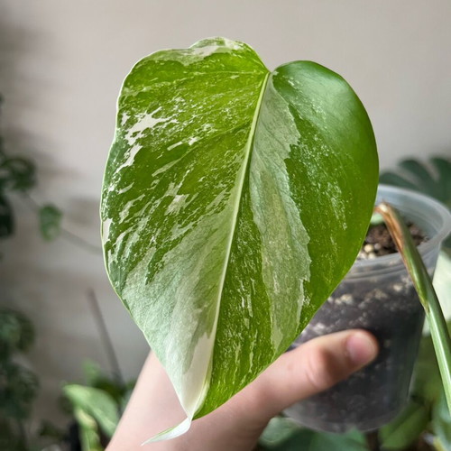 Monstera Albo small rare rooted plant new
