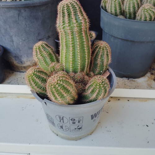 Peanut cactus small pot, new, ready for repotting