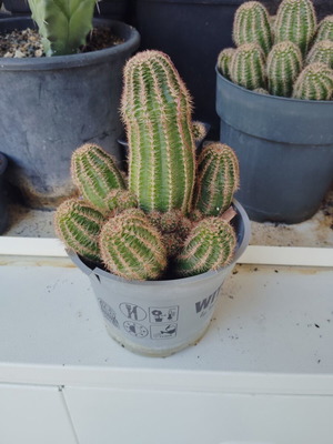 Peanut cactus small pot, new, ready for repotting