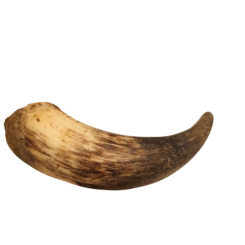 Bull horn natural like new, decorative, collectible