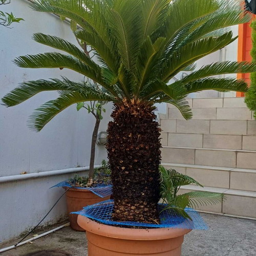 Cycas Revoluta large plant like new, height 1.40 m, trunk circumference 80 cm