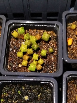 Astrophytum mix cactus seeds new, pack of 25