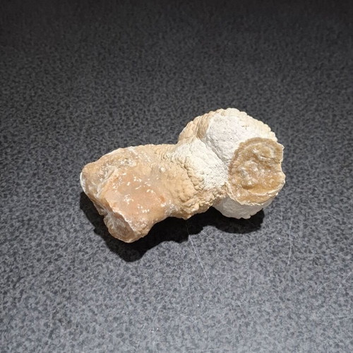 Fossilized Horn Coral with Calcite Crystals like new, 545g