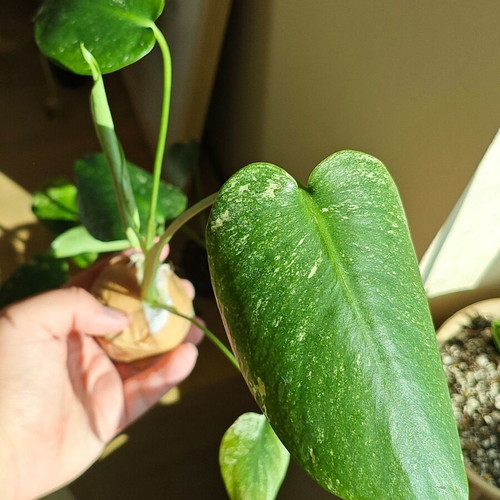 Monstera Mint plant