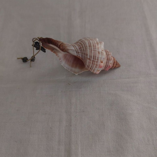 Porphyra shell seashell new, length about 10 cm