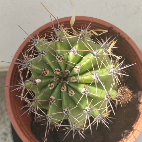 Echinopsis cactus large, like new, in plastic pot